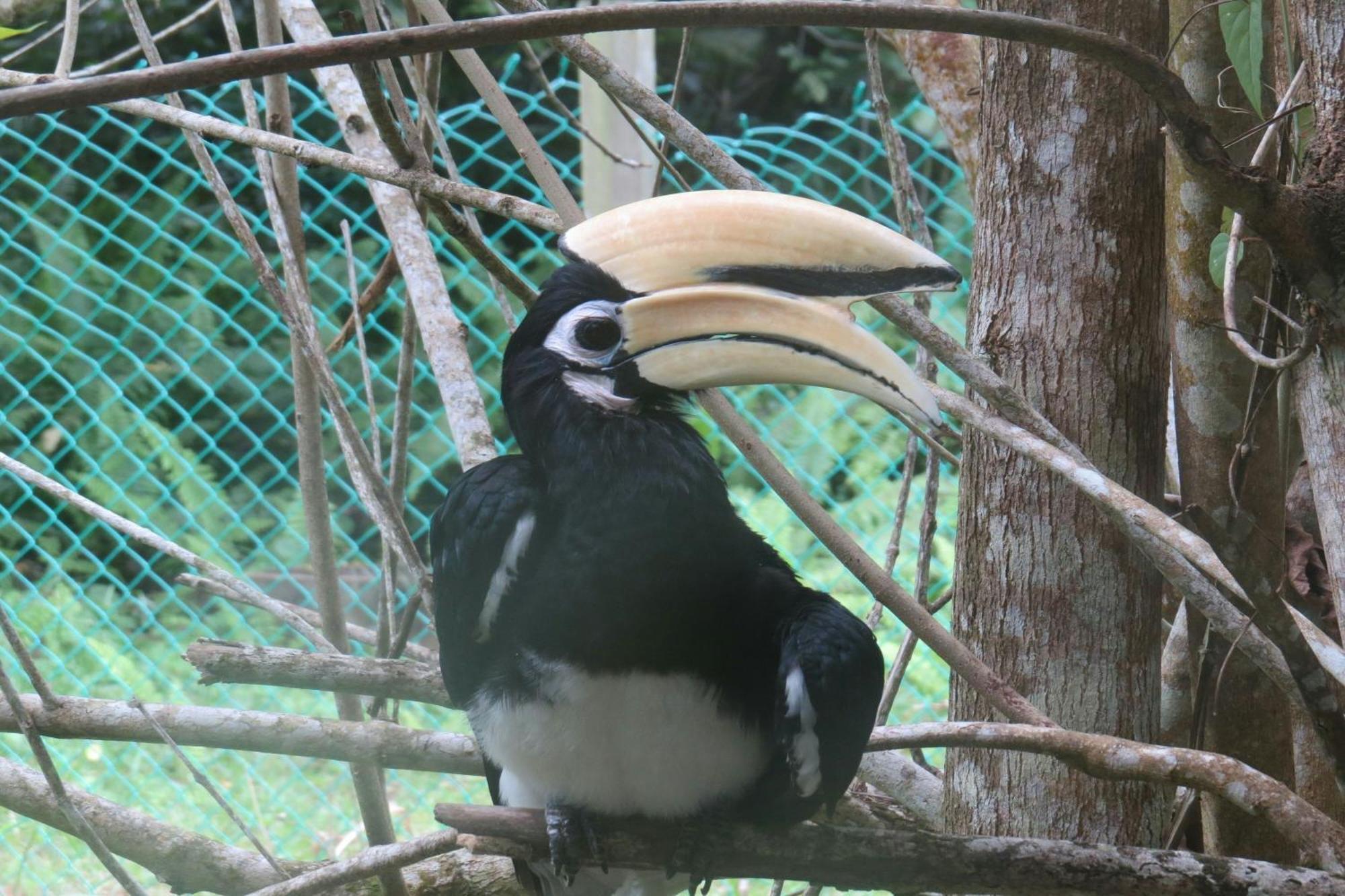 Miri Marriott Resort & Spa Zewnętrze zdjęcie Great hornbill